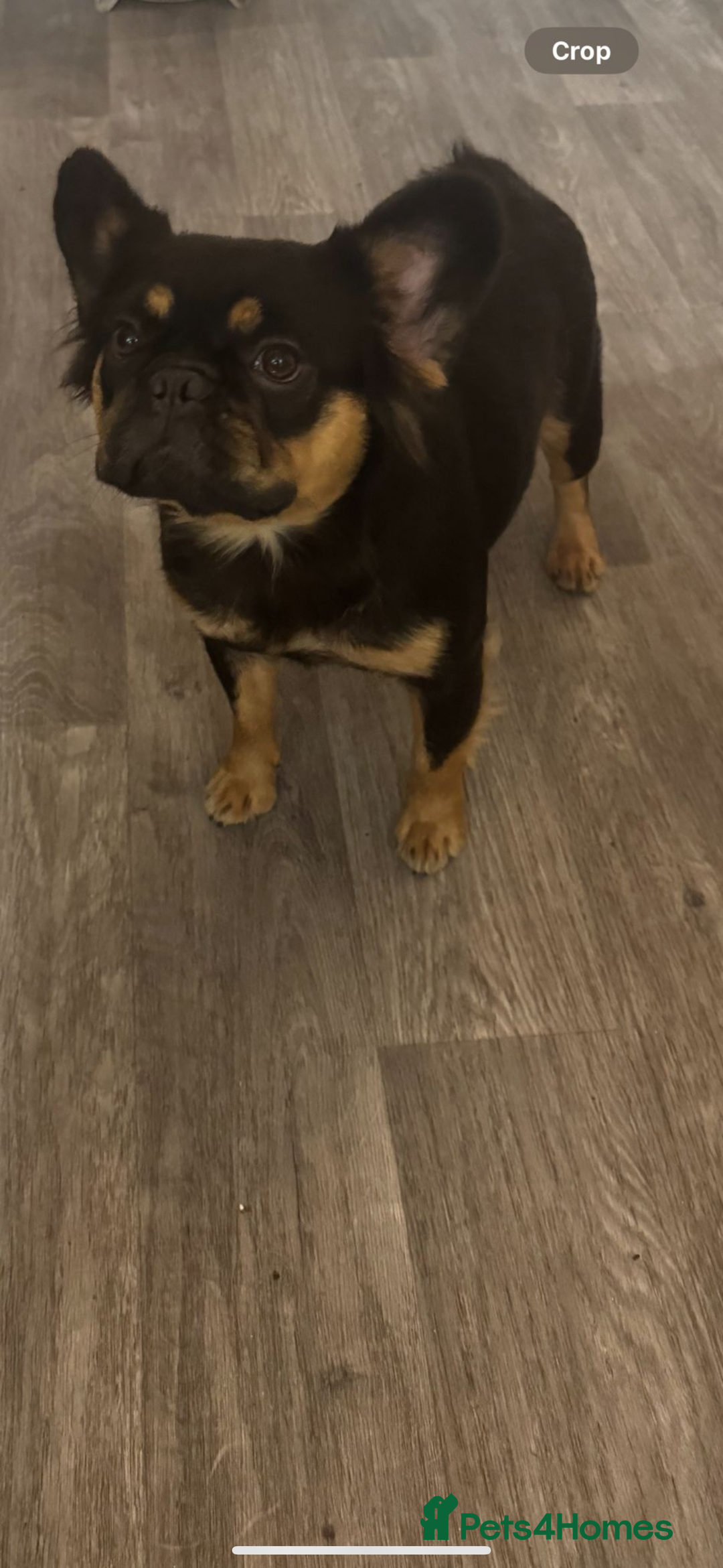 French Bulldog dogs for sale: Fluffy frenchie  - Advert 2