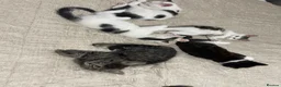 Mixed Breed cats for sale: 5 baby ready to be rehomed  - Advert 11