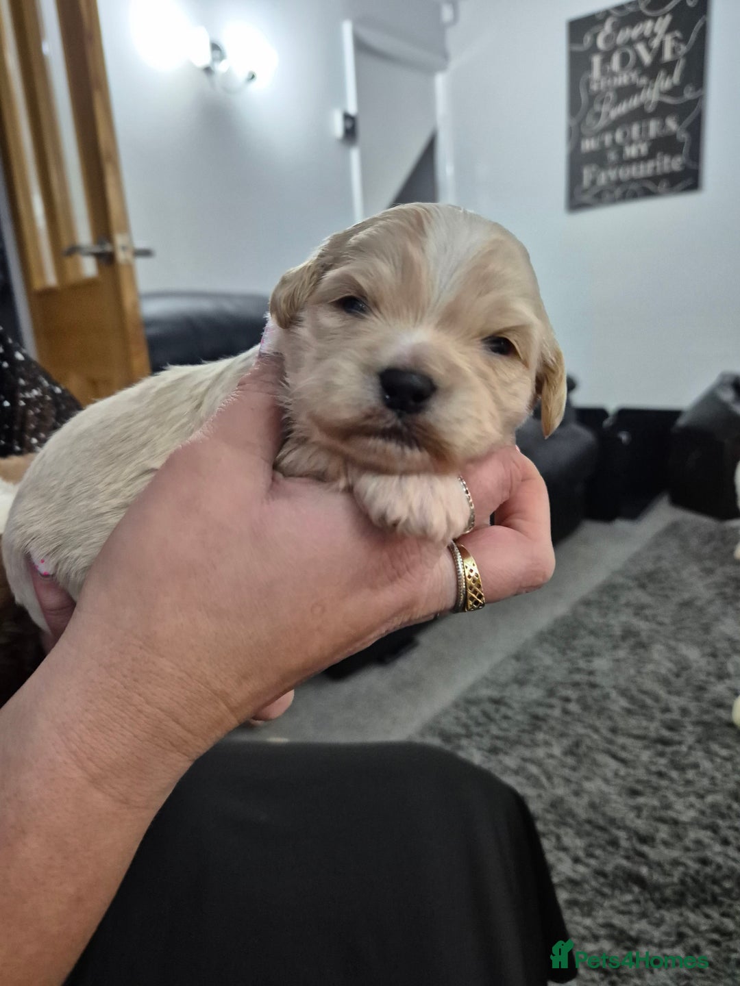 Zuchon dogs for sale: Shichon/Zuchon Teddy bear puppies available  - Advert 3