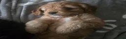 Cavapoo dogs for sale: Teddy bear F1 cavapoo  - Advert 22