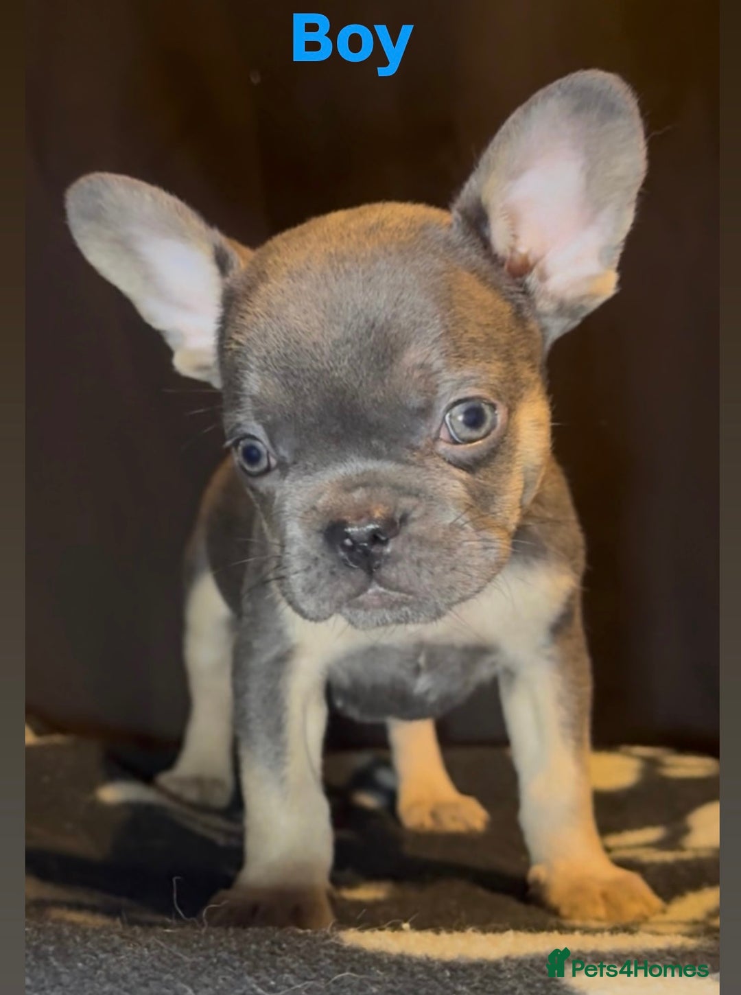French Bulldog dogs for sale: REDUCED! French Bulldog puppies - Advert 10