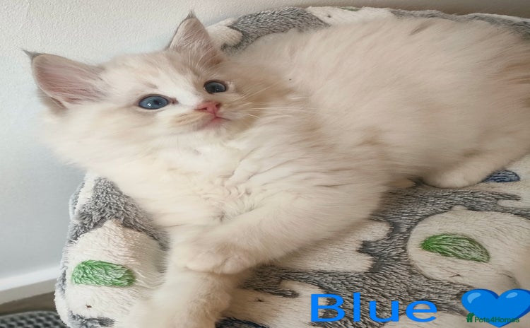 Ragdoll cats - Advert 4