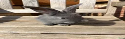 Continental Giant rabbits for sale: Various Continental Giant babies available  - Advert 4