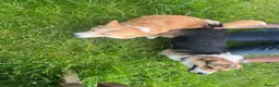 Welsh Corgi Pembroke dogs for stud: 🐾 Pembroke Welsh Corgi Stud – Jeljarmin Arwyn - Advert 3