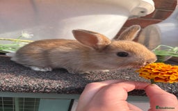 Rex rabbits for sale: Rex cross Mini Lop  - Image 2
