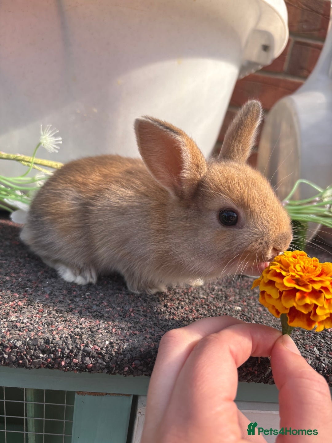 Rex rabbits for sale: Rex cross Mini Lop  - Image 2