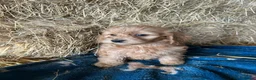 Cockapoo dogs for sale: Beautiful cockapoo puppies - Advert 17