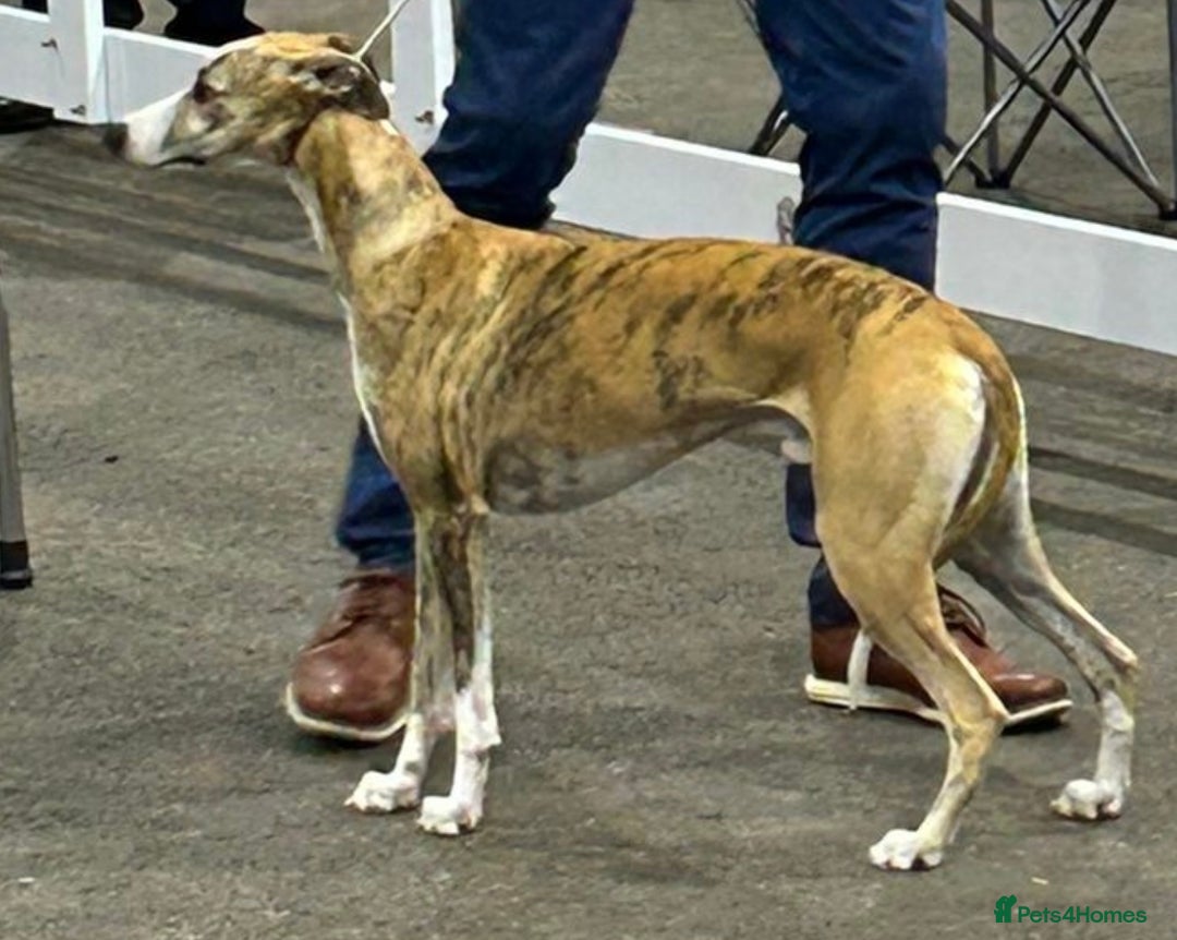 Whippet dogs for sale: Fabulous Whippet puppies  - Advert 3