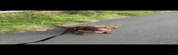 Labrador Retriever dogs for sale: Female chocolate Labrador  - Advert 4