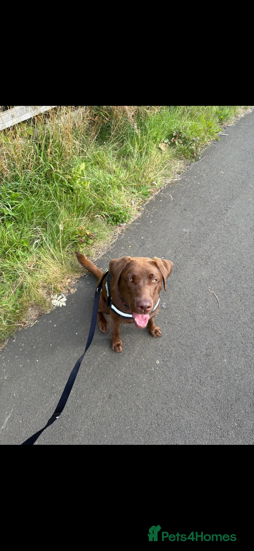 Labrador Retriever dogs for sale: Female chocolate Labrador  - Advert 4