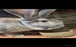 Continental Giant rabbits for sale: Continental giant male  - Image 3