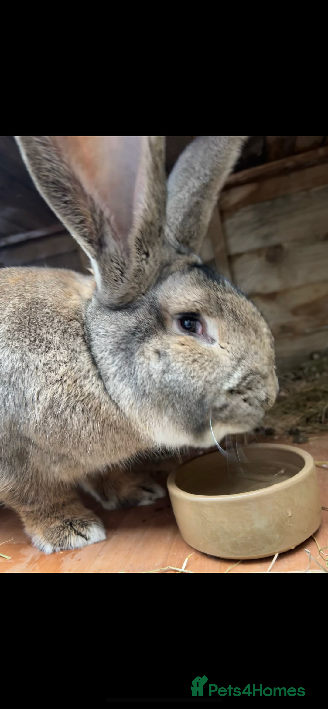 Continental Giant rabbits for sale: Continental giant male  - Image 3