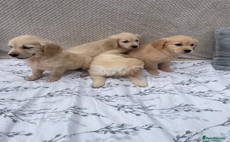 Golden Retriever dogs - Advert 2