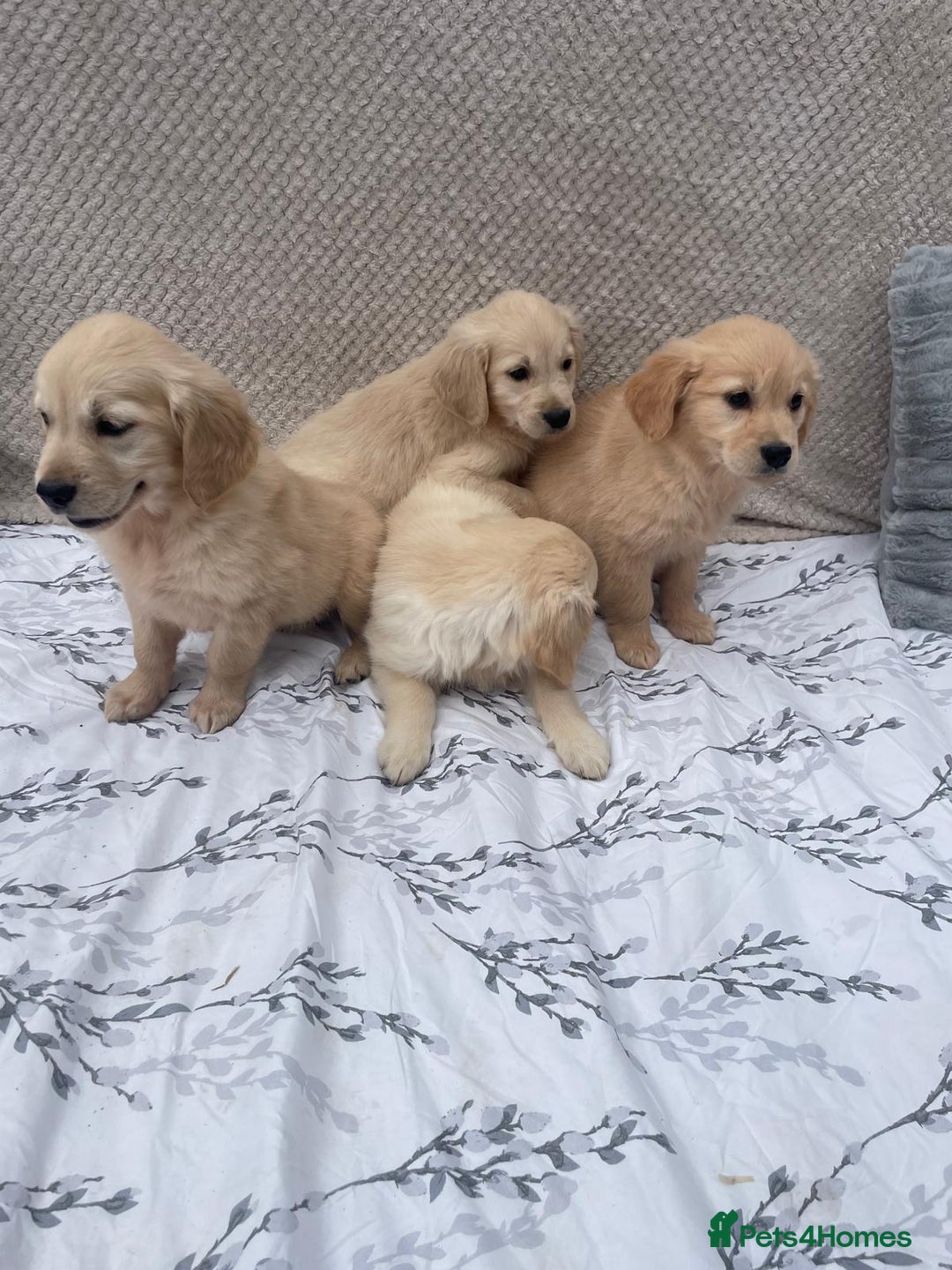 Golden Retriever dogs for sale: Golden retriever puppies  - Image 1