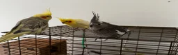 Cockatiels birds for sale: 3 aviary cockatiels for sale in Liverpool - Advert 4