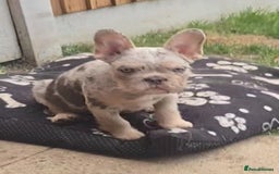 French Bulldog dogs for sale: Pet price pup sale - Image 3