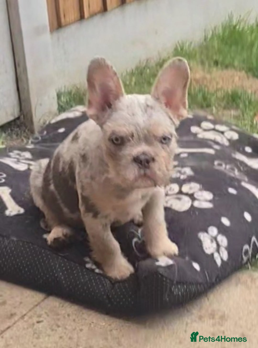 French Bulldog dogs for sale: Pet price pup sale - Image 3