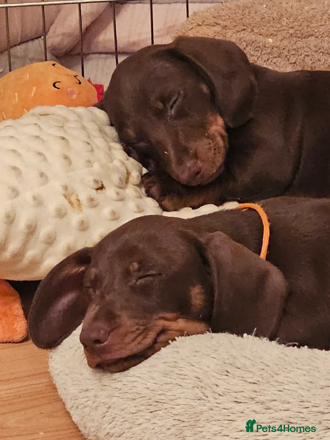 Dachshund dogs for sale: Looking for a loving forever home - Advert 2