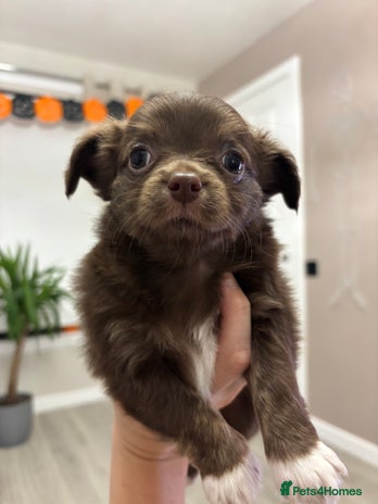 Chihuahua dogs for sale - Advert 1