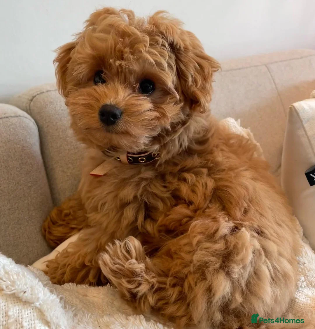 Maltipoo dogs for sale: Maltipoo Puppy for Rehoming - Advert 1