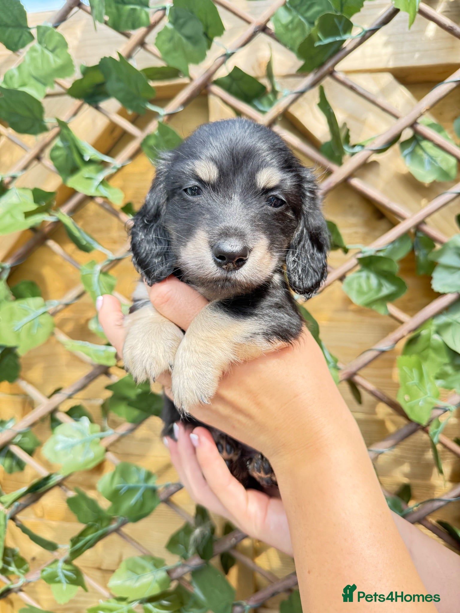 Dachshund dogs Pedigree Miniature (Long Haired) Dachshund Puppies - Advert 12