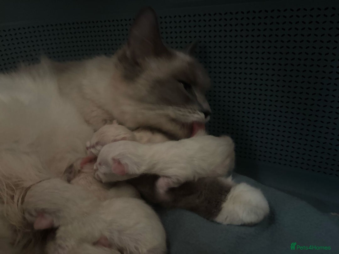 Ragdoll cats for sale: Beautiful Ragdoll kittens - Image 6
