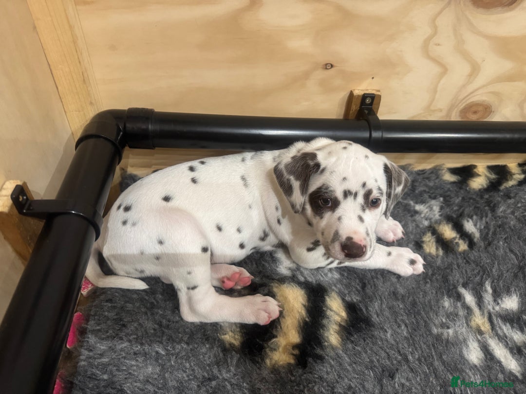 Dalmatian dogs for sale: 7 Dalmatian puppies available  - Image 13