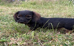 Dachshund dogs for sale: Standard Wire Haired Dachshunds  - Image 19