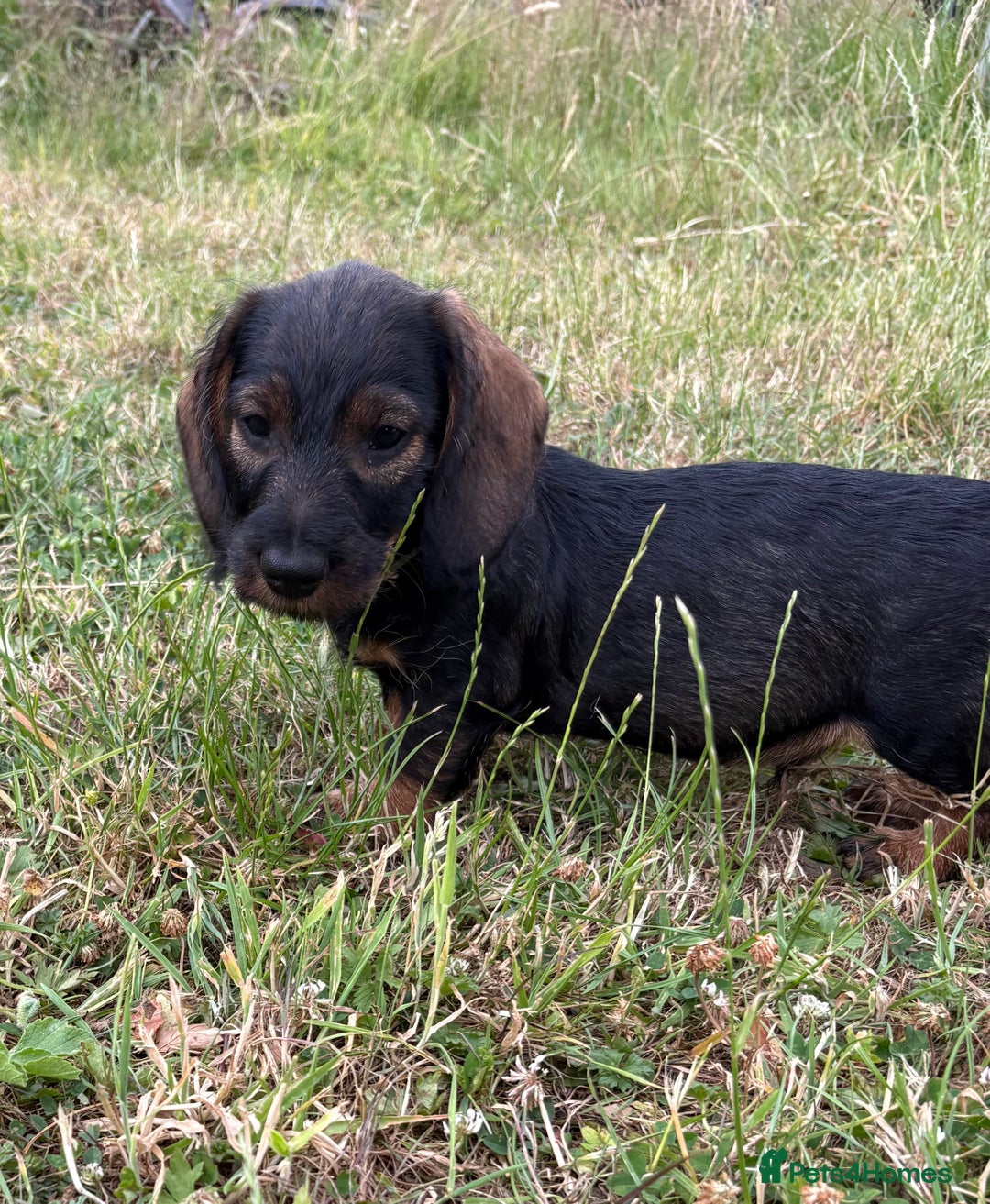 Dachshund dogs for sale: Standard Wire Haired Dachshunds  - Image 19