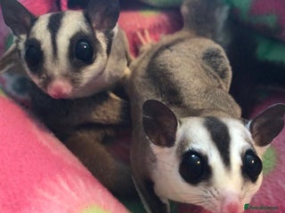 Sugar Glider rodents - Advert 1