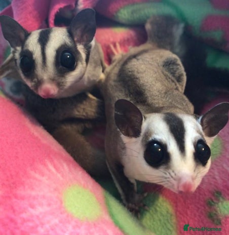 Sugar Glider rodents - Advert 1