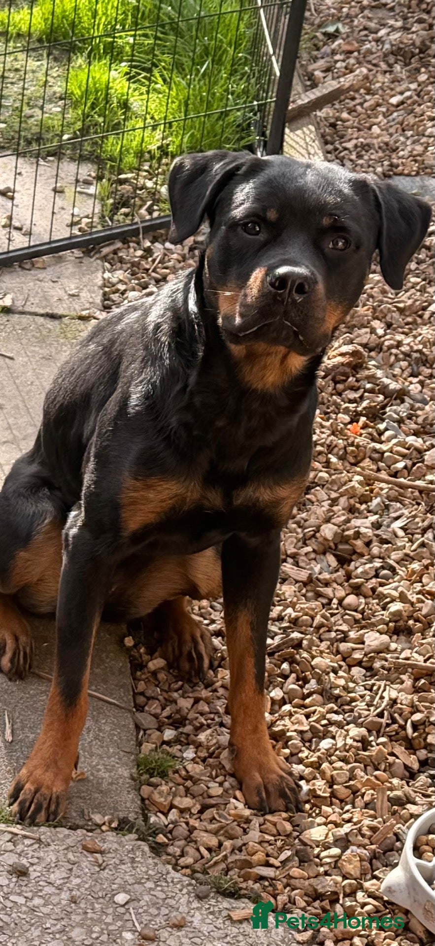 Rottweiler dogs Lana, 18 months old female - Advert 2