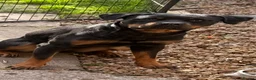 Rottweiler dogs for sale: Lana, 18 months old female in Congleton - Advert 1