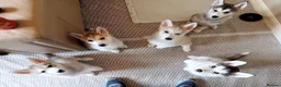 Siberian Husky dogs for sale: Stunning Siberian Husky puppies for sale - Advert 10