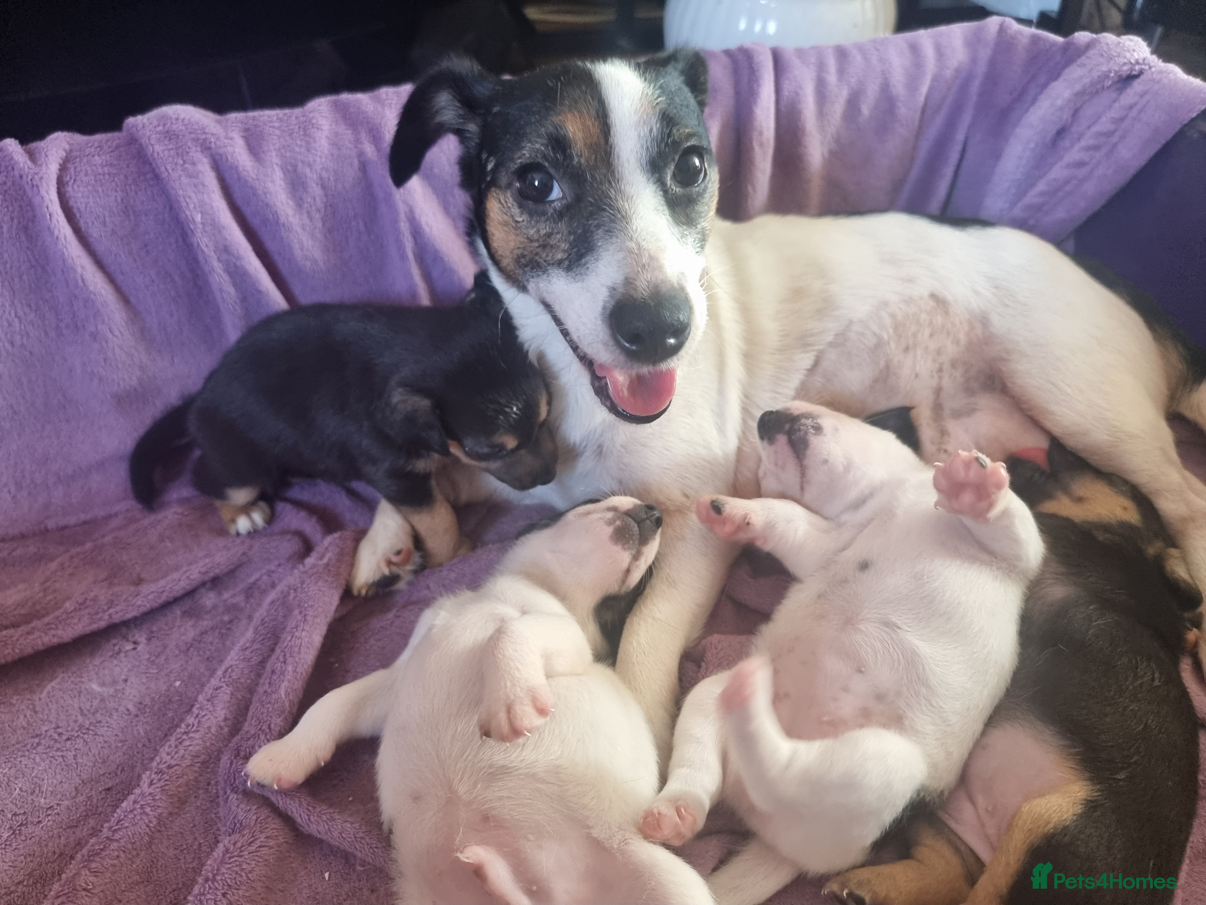 Jack Russell dogs Jack Russell puppies  - Advert 1