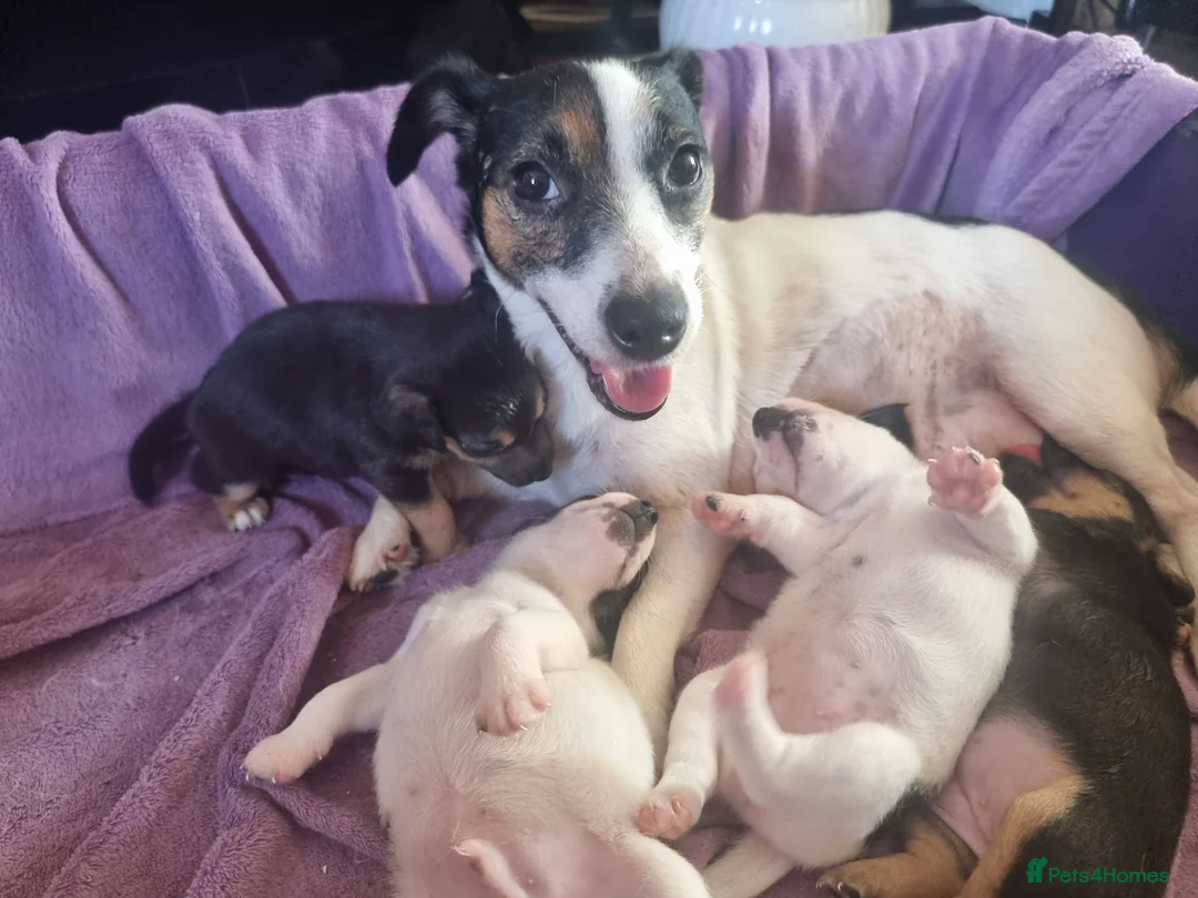 Jack Russell dogs for sale: Jack Russell puppies  - Advert 1