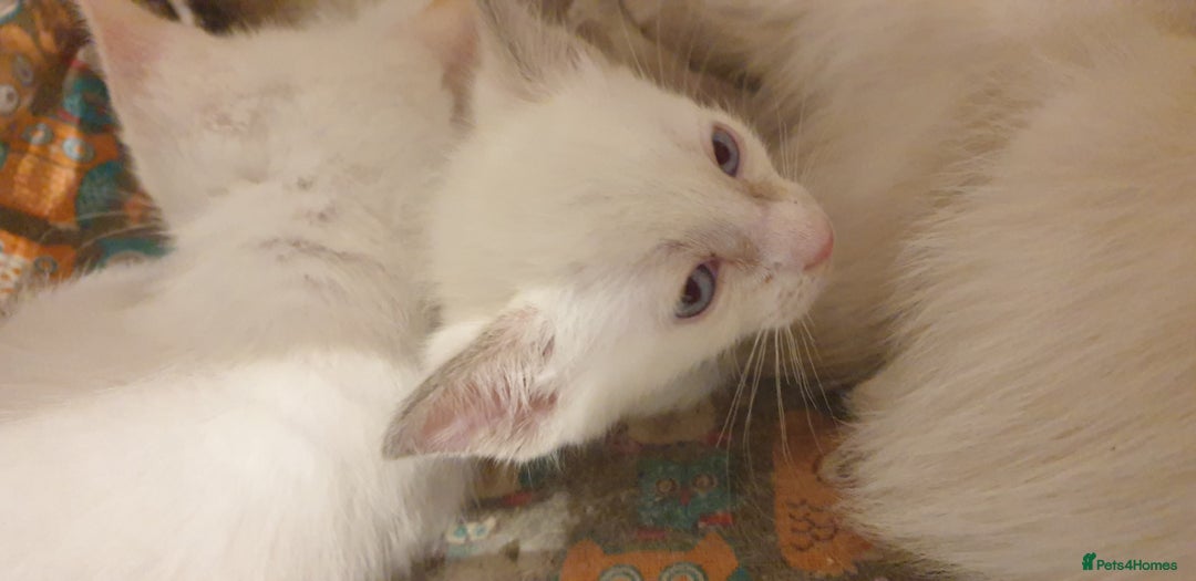 Ragamese cats for sale: Beautiful Ragamese Kittens  - Advert 35