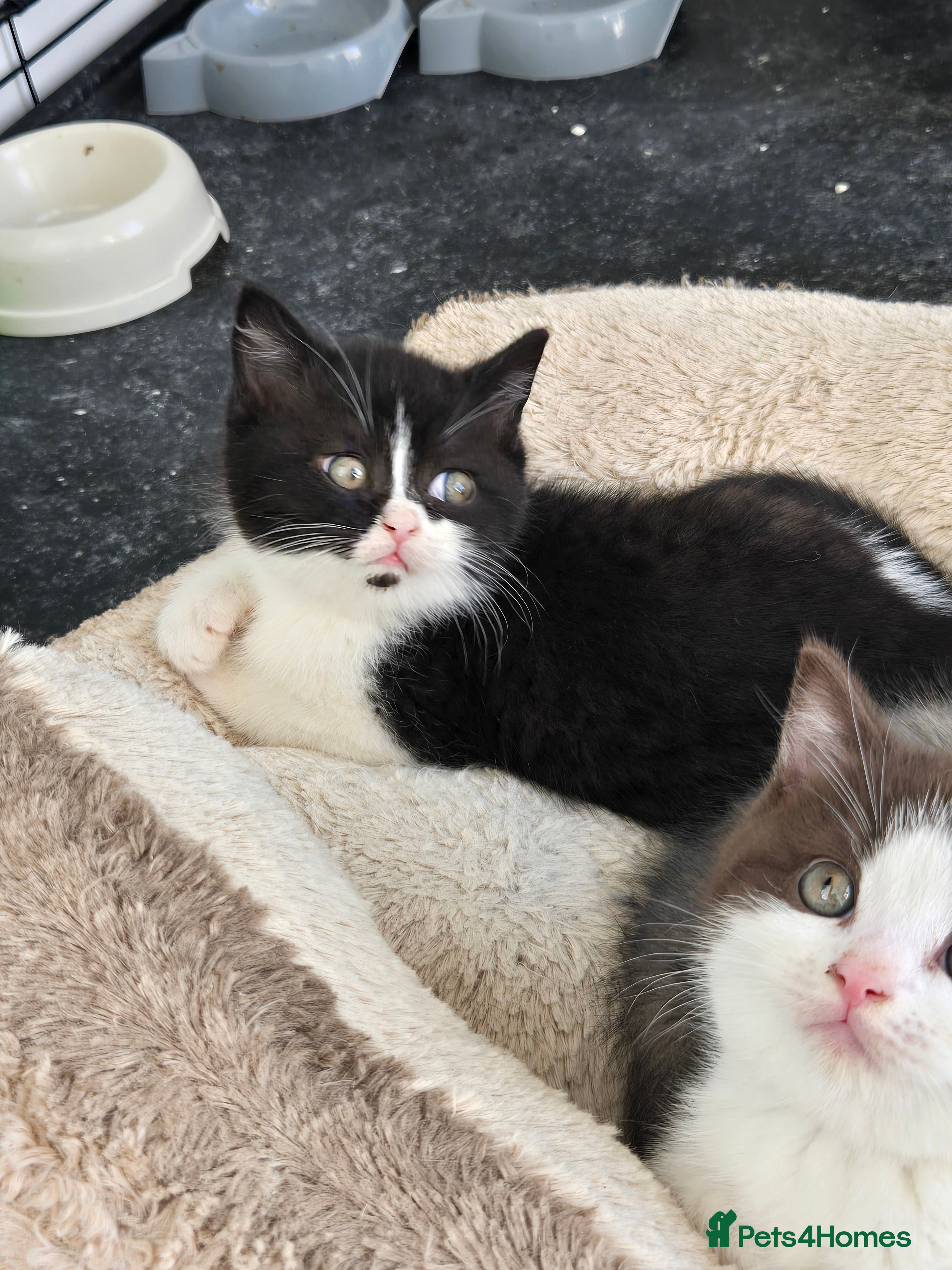 British Shorthair cats Last 2 BSH ready 25th March - Advert 14