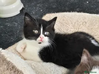 British Shorthair cats Last 2 BSH ready 25th March - Advert 14