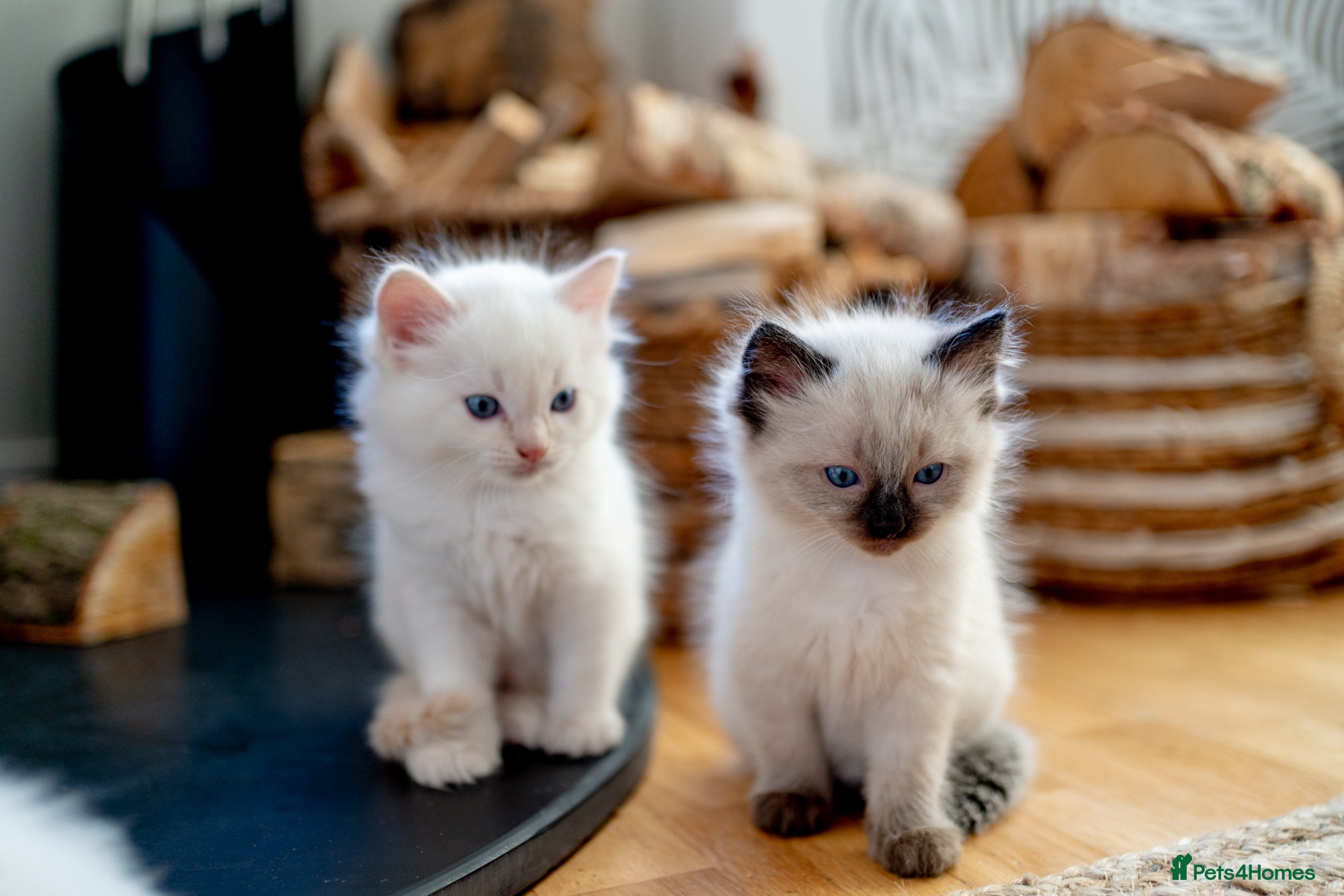 Ragdoll cats Pure Ragdol kittens ready for a new homes  - Advert 5