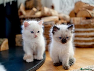 Ragdoll cats Pure Ragdol kittens ready for a new homes - Advert 13