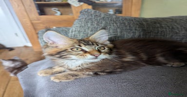 Maine Coon cats - Advert 2