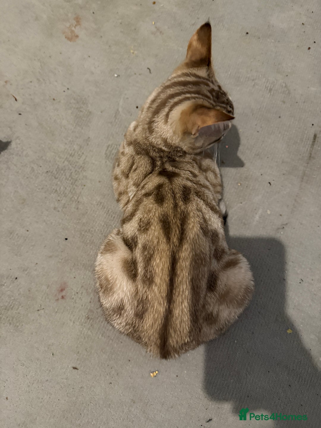 Bengal cats for sale: 6 month old male snow lynx bengal need gone asap - Image 5