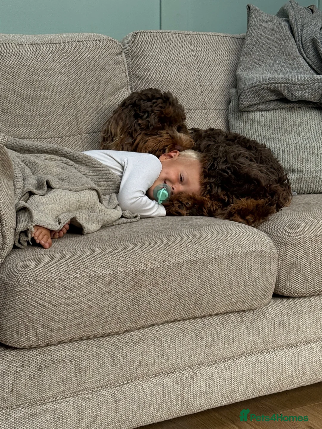Cockapoo dogs for sale: 7 month old cockapoo in Worksop - Advert 2