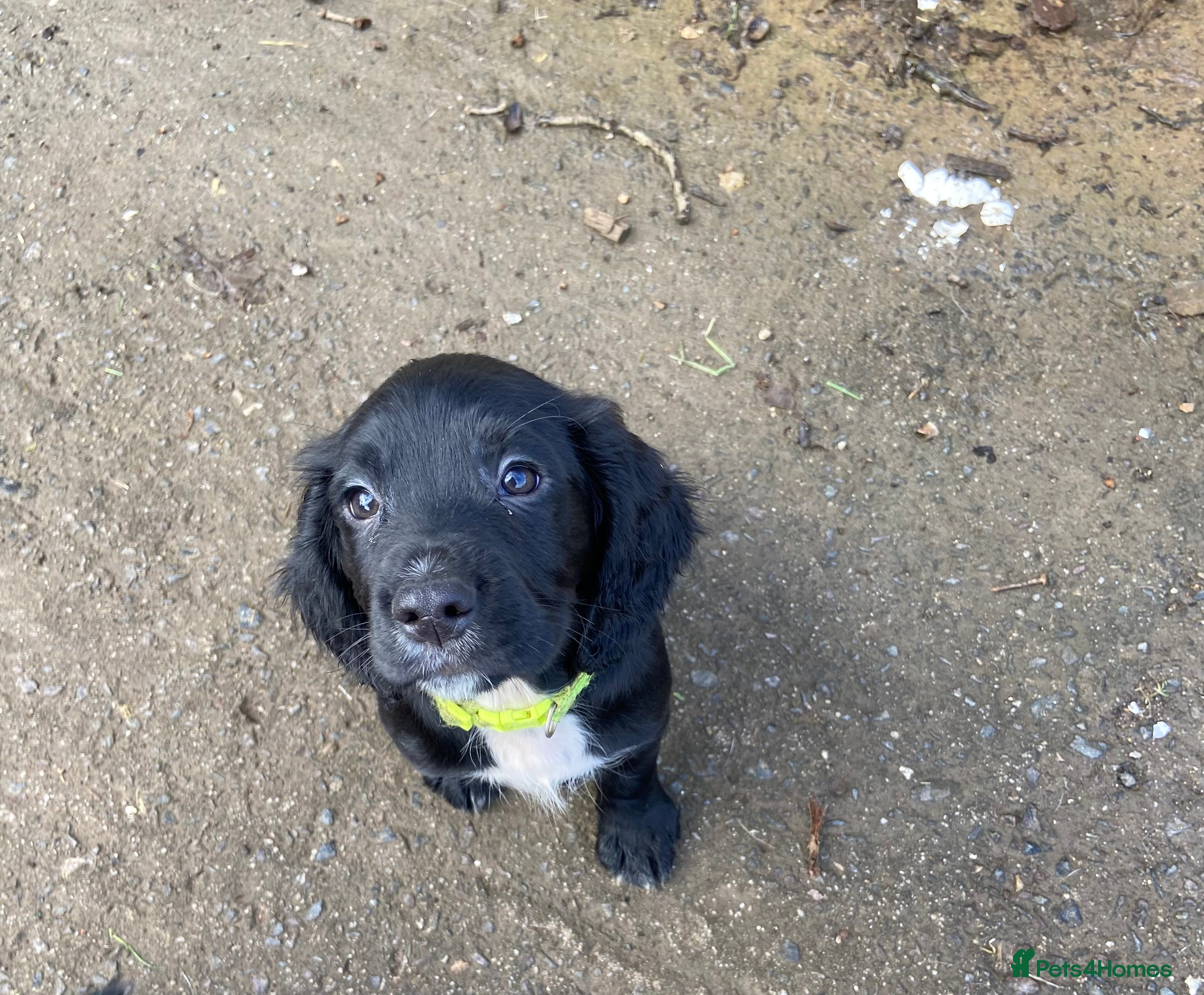 Cocker Spaniel dogs (1 boy ready now  🐶) working cocker spaniels - Advert 2