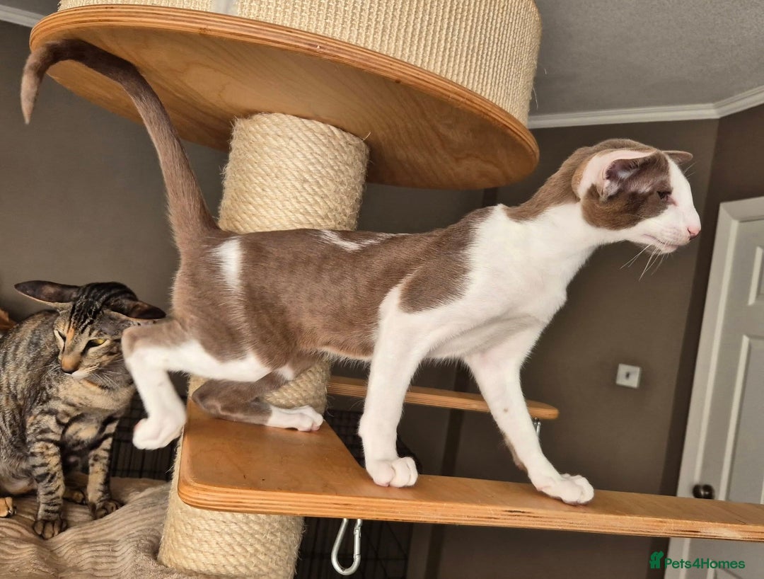 Oriental cats for sale: Beautiful Lilac bicolour Oriental BOY - Image 6