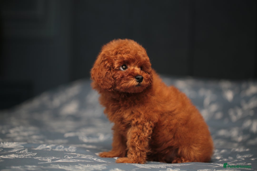 Toy Poodle dogs for sale: ASIAN TOY POODLE PUPPIES - Image 2