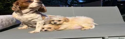 Cavapoo dogs for sale: Cutest little Cavapoo’s FULLY HEALTH checked - Advert 21