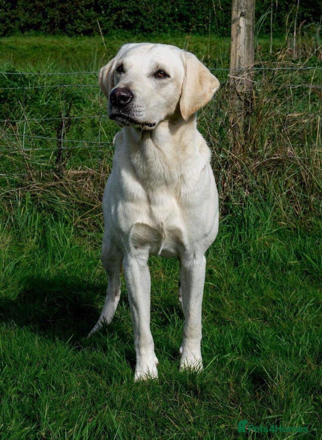 Labrador Retriever dogs for sale: Stunning KC Reg Yellow Labrador Puppies - Image 4