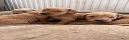 Golden Retriever dogs for sale: Extensively health tested parents!  - Advert 5
